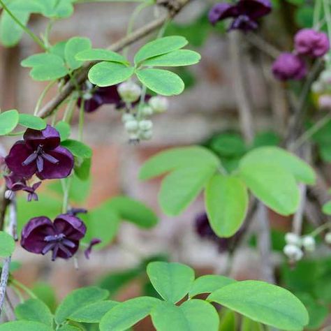 Clematis Cirrhosa, Akebia Quinata, Fast Growing Climbers, Clematis Armandii, Passiflora Caerulea, Evergreen Climbers, Clematis Montana, Climbing Hydrangea, Virginia Creeper