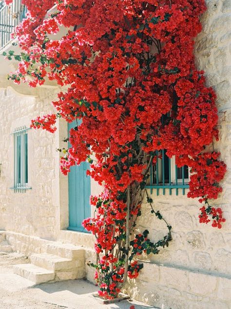 Weekend Life....Levendis Estate, Ithaca, Greece Bouganvilla Aesthetic, Ithaca Greece, Vanessa Jackman, Flowers Growing, Wall Photo, Bohol, Window Trim, Bougainvillea, Lion Brand