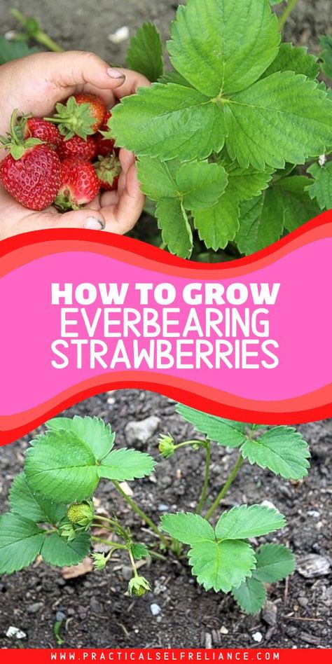 Everbearing Strawberries, Grow Strawberries, Strawberry Garden, Growing Strawberries, Garden Veggies, Garden Types, Early Winter, Growing Fruit, Marathon Runners