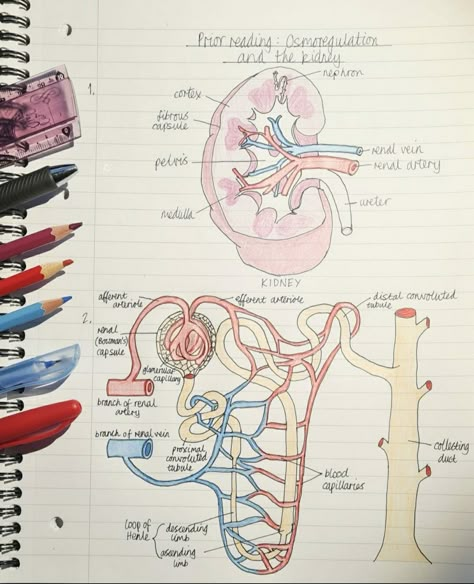 Kidney Diagram Anatomy, Biology Diagrams Anatomy And Physiology, Osmoregulation Notes, Kidney Notes Biology, Kidney Drawing, Kidney Anatomy, Biology Drawing, Anatomy Notes, Biology Diagrams