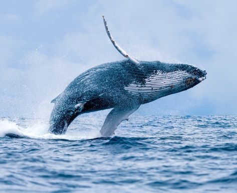 Whale Jumping, Whale Canvas, Bawah Air, Save The Whales, A Whale, Large Canvas Wall Art, Humpback Whale, Blue Whale, Whale Watching