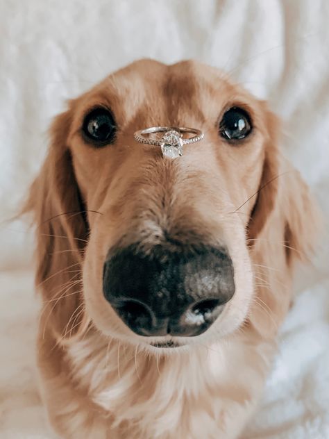 Engagement ring is placed on the snout of a mini dachshund dog Golden Retriever Proposal, Bride And Dog Pictures, Proposal Pictures With Dog, Engagement Photos With Golden Retriever, Dog Engagement Announcement, Engagement Photos Poses With Dog, Dog Proposal Ideas, Engagement Photos Ideas With Dog, Simple Proposal Ideas At Home