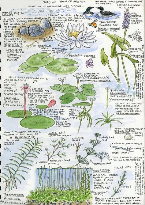 Nature Study Drawing Sketch, Nature Journal Ideas, Nature Sketchbook, Sketch Nature, Botanical Sketchbook, Field Journal, Nature Journaling, Plant Study, Plant Journal