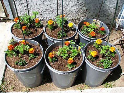 Marigolds repel many species of insects. You can plant marigolds around tomatoes to inhibit the ugly green hornworms. These big insects can devour an entire tomato plant in one night. Plant marigolds around your entire vegetable garden to add bright color and keep the insect predators at bay. Excellent for repelling mosquitoes! Tips For Growing Tomatoes, Growing Organic Tomatoes, Growing Tomatoes In Containers, Camping Stuff, Garden Veggies, Have Inspiration, Tomato Garden, Growing Tomatoes, Tomato Plants