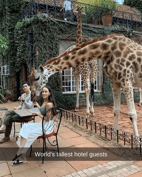 55 Unbelievable Things People Came Across While Traveling - Nature World Today Giraffe Hotel, Giraffe Manor, Chicken Jokes, Best Carry On Bag, Johnny Carson, Deer Family, Green Pasture, The Giraffe, Big Guys