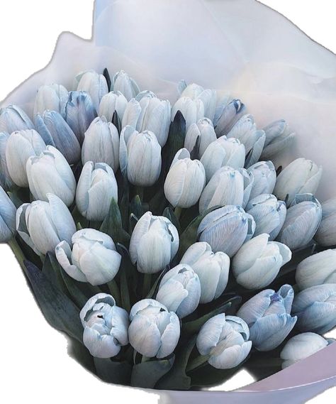 Baby Blue Wallpaper, Everything Is Blue, Cute Blue Wallpaper, The Color Blue, Baby Blue Aesthetic, Light Blue Aesthetic, Blue Aesthetic Pastel, Blue Tulips, November 17