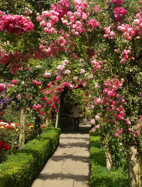 Rose garden in June Butchart Gardens Victoria BC Front Yard Herb Garden, Make Rose Water, Beautiful Rose Garden, Picking Fruit, Every Rose Has Its Thorn, Innocent Beauty, Oregon Garden, Garden Themes, Flower Picking