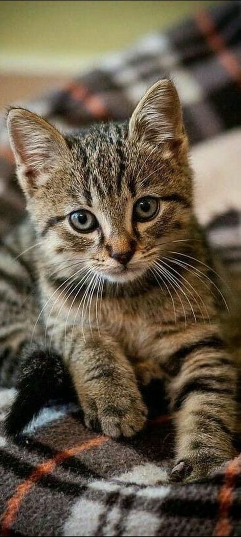 Beautiful Cats Pictures, Söt Katt, Image Chat, Most Beautiful Cat, Gorgeous Cats, Most Beautiful Cat Breeds, Cute Cats Photos, Beautiful Cat Breeds, Haiwan Peliharaan