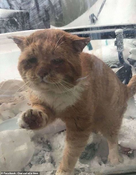 An unnamed woman, from Quebec, Canada, was stunned to discover a stray cat desperately pawing at a windows asking for help Rudy Kot, Stray Cats, Cat Stands, Cat Stories, Kitten Rescue, Orange Tabby Cats, Lost Cat, Orange Tabby, Stray Cat