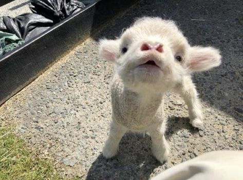 Cutee Animals, Cute Lamb, Cute Goats, Very Cute Dogs, Baby Goats, Super Cute Animals, Pretty Animals, Cute Animals Images, Silly Animals