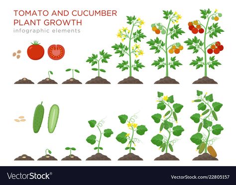 Plantarea Legumelor, Vegetable Planting Guide, Grass Clipart, Cucumber Plant, Vegetable Garden Diy, Plant Life Cycle, Tomato Seeds, Tomato Plants, Home Vegetable Garden