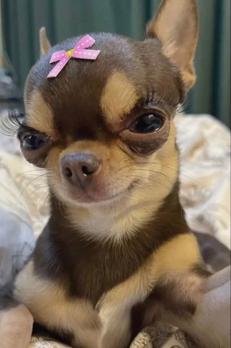 Psy Chihuahua, Ugly Dogs, Chihuahua Funny, Goofy Dog, Really Cute Puppies, Söt Katt, Cute Animals Puppies, Very Cute Dogs, Funny Animal Photos