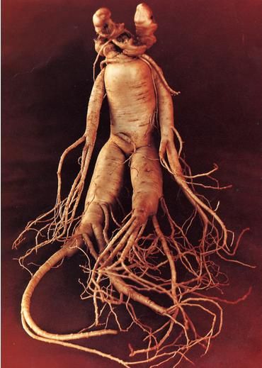 mandrake root -  Its distinctive form is often said to resemble a human being, and since Biblical times it has been believed to aid with human conception, in addition to possessing many other magical and curative powers. It was believed that it shrieked when pulled out of the ground and either made you mad, brought you bad luck or even killed you. Mandrake Root, Ginseng Root, Human Form, Land Art, Permaculture, Book Of Shadows, Chester, Dark Art, Trees To Plant