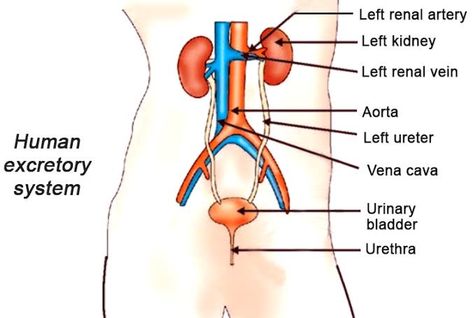 Human Excretory System Diagram, Excretory System Diagram, Human Excretory System, Science Diagrams, Excretory System, Class 10, Science, Google Search, Human