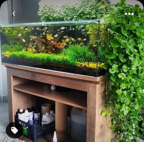 Fish Tank With Plants, Water Terrarium, Biotope Aquarium, Aquarium Garden, Amazing Aquariums, Fish Tank Terrarium, Diy Fish Tank, Cool Fish Tanks, Aquascape Design