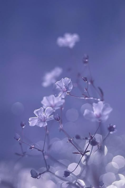 Purple Aesthetic Flowers Pastel, Periwinkle Background Aesthetic, Perrywinkle Aesthetic Wallpaper, Periwinkle Flowers Aesthetic, Perrywinkle Wallpaper, Periwinkle Aesthetic Wallpaper Iphone, Periwinkle Wallpaper Aesthetic, Periwinkle Wallpaper Iphone, Perrywinkle Flower