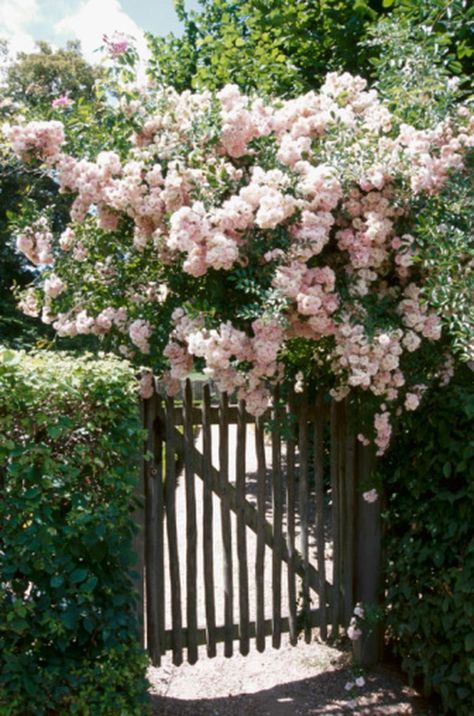 What Trellis Plant Is Not Poisonous to Dogs?   climbing roses New Dawn Rose, New Dawn Climbing Rose, Lady Banks Rose, Rose Cuttings, Spring Hill Nursery, Rose Care, Heirloom Roses, Trellis Plants, Shrub Roses