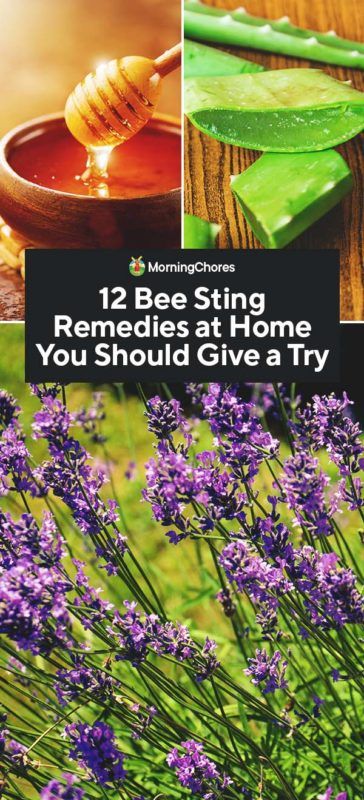 12 Bee Sting Remedies at Home You Should Give a Try Honey Bee Sting Remedy, How To Treat A Bee Sting, Natural Bee Sting Remedy, Bee Sting Remedies, Bee Sting Swelling, Bee Sting Remedy, Bee Sting Relief, Wasp Sting Remedy, Treating Bee Stings