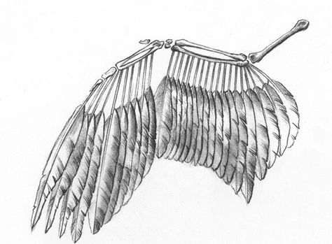 Folded Angel Wings, Wing Skeleton, Motion Tattoo, Skeleton Wings, Wing Anatomy, Sculpture Workshop, Skeleton Skin, Bird Anatomy, Wings Skeleton