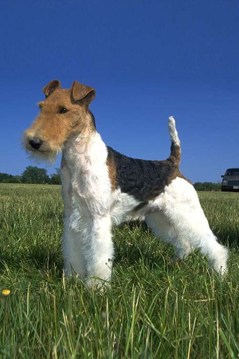 Wire Fox Terrier Wire Fox Terrier Puppies, Fox Terrier Puppy, Wire Haired Terrier, Wirehaired Fox Terrier, Akc Breeds, Kerry Blue Terrier, Terrier Breeds, Wire Fox Terrier, Pet Breeds