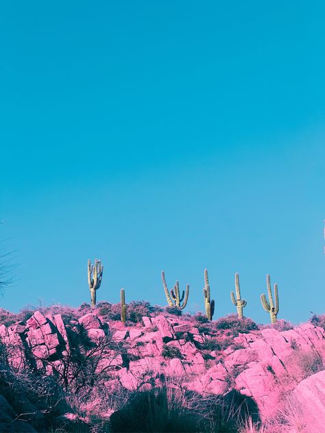 Neon Cactus Pickle Background, Cactus Landscape, Mexico Desert, Disco Cowboy, Neon Cactus, Cactus Photography, Modern Desert, Pink Desert, Garden Of Earthly Delights