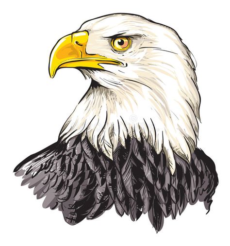 Bald eagle. Cartoon vector illustration of bald eagle (Haliaeetus leucocephalus , #sponsored, #Cartoon, #vector, #Bald, #eagle, #Haliaeetus #ad Eagle Cartoon, Adler Tattoo, Haliaeetus Leucocephalus, Eagle Face, Eagle Drawing, Eagle Painting, Eagle Pictures, American Auto, Bird Watercolor