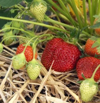 How To Grow Strawberries, Grow Strawberries, Fruit Growing, Strawberry Garden, Growing Strawberries, Garden Veggies, Strawberry Plants, Urban Gardening, Growing Fruit