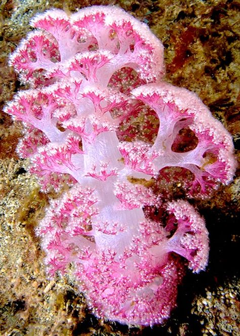 Coral Water Creatures, Sea Anemone, Ocean Floor, Soft Coral, Beautiful Sea Creatures, On The Ocean, Sea Coral, Underwater Creatures, Pink Animals