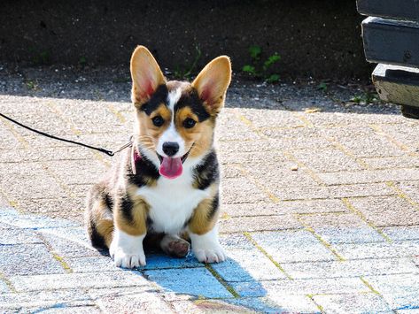 Funny Dog Names, Corgi Names, Names Ideas, Corgi Dog, Greek Goddess, Dog Names, Pet Names, Loki, Funny Dogs