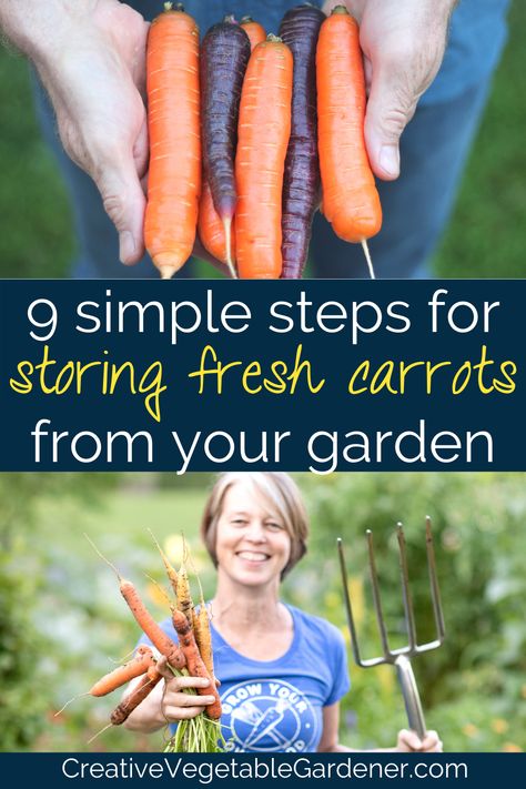 text: 9 quick steps for storing fresh carrots from the garden, photos: man holding handful of orange and purple carrots, woman holding bundle of carrots from garden Harvesting And Storing Carrots, Garden Produce Storage, Storing Vegetables From Garden, Garden Carrots Storage, What To Do With Carrots From The Garden, Storing Garden Carrots, Storing Carrots For Winter, How To Harvest Carrots, How To Store Carrots From Garden