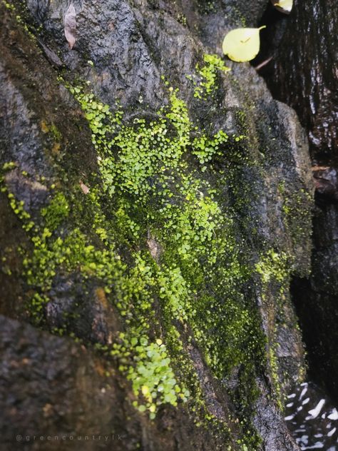 Water source wild nature water live trees mangrove paci pasi paasi rock Green Country, Forest, Texture, Green, Nature