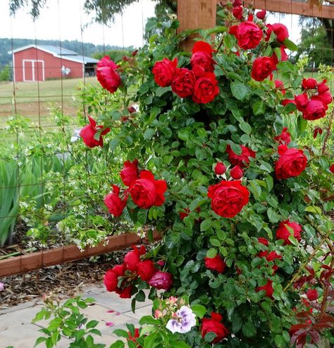 Red Climbing Roses, Roses In The Garden, Cabin Storage, Flower Varieties, Josephs Coat, A Quiet Life, Climbing Rose, Quiet Life, Climbing Roses