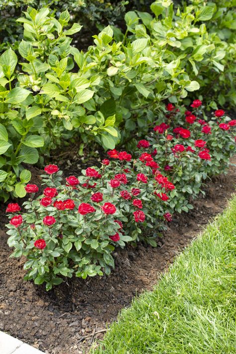 Petite Knockout Roses Landscaping, Patio Border Plants, Knockout Roses Companion Plants, Petite Knockout Roses, Knock Out Roses Landscape Ideas, Narrow Border Planting Ideas, Along Fence Ideas, Landscaping Ideas Along Fence, Fence Backyard Landscaping