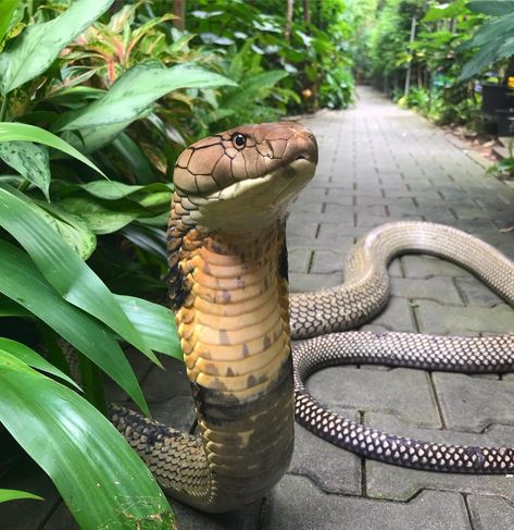 'It's good to be the King (Cobra) :)' photo courtesy of @chrisweeet Wild Snakes: Education & Discussion Cobra Photo, Wild Snake, King Cobra Snake, Egiptul Antic, Pretty Snakes, Rabbit Cages, Cobra Snake, Cute Snake, Cute Reptiles