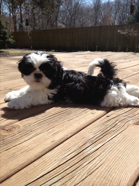 He looks just like patches when he was a baby! (before all the grey!) Perro Shih Tzu, Chien Shih Tzu, Shitzu Dogs, Shitzu Puppies, Best Dog Toys, Labrador Retriever Puppies, Shih Tzu Puppy, Shih Tzu Dog, Lhasa Apso