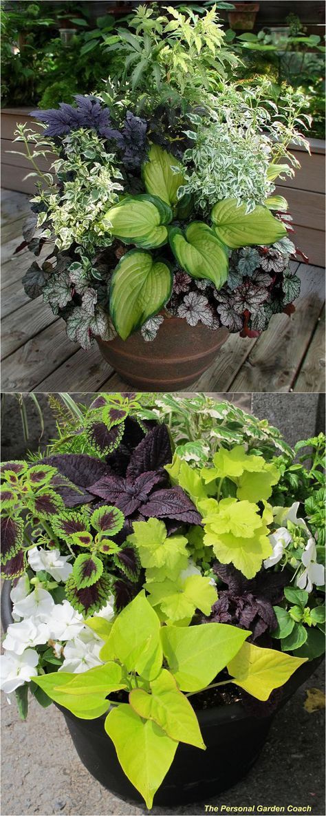 Easy To Grow Plants, Lawn Ideas, Plants In Pots, Container Planting, Garden Plant Pots, Container Gardening Flowers, Grow Plants, Have Inspiration, Garden Containers