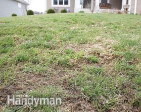 Diy Lawn Care, Lawn Repair, Diy Lawn, Lawn Care Tips, Makeover Before And After, Yard Care, Lawn Maintenance, Garden Route, Green Lawn