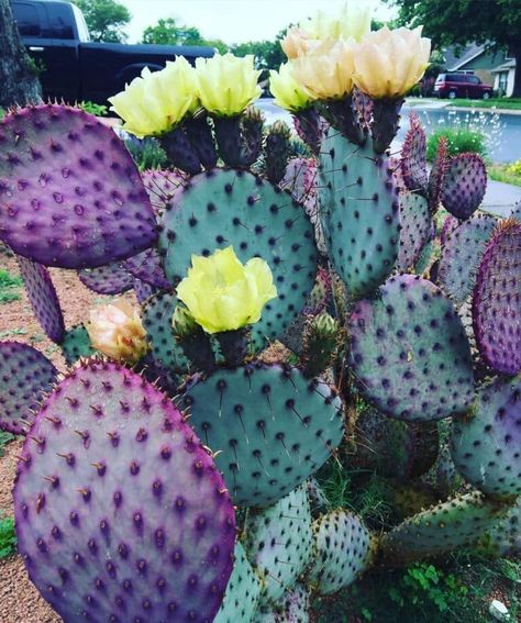 Growing Purple Cacti: A Comprehensive Guide Purple Cactus Aesthetic, Purple Cactus, Magnet Art, Cactus Pictures, Low Maintenance Plants, Commission Art, The Purple, Purple Color, Cactus