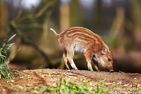 Wild Boar Piglet, Boar Piglet, Funny Wildlife, Real Animals, Windows Wallpaper, Wild Boar, Desktop Pictures, Natural Environment, Be Afraid