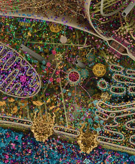 Mahjabin Noroozi on Twitter: "This is the most detailed model of a human cell to date, obtained using x-ray, NMR and cryoelectron microscopy datasets. “Cellular landscape cross-section through a eukaryotic cell.” - by Evan Ingersoll and Gael McGill. https://t.co/YERCmdIJXH… https://t.co/vvObFh61Zj" David Goodsell, Cell Biology Art, Science Academia, Human Cell, Nuclear Magnetic Resonance, Signal Transduction, Studio Olafur Eliasson, Eukaryotic Cell, Microscopic Photography