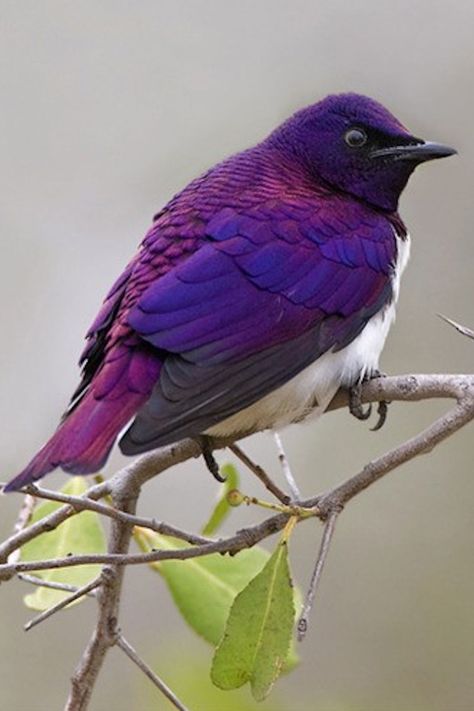 Violet-backed starlings are found widely in the woodlands and savannah forest edges of mainland sub-Saharan Africa. Purple Bird, Kinds Of Birds, White Bird, All Birds, Exotic Birds, Pretty Birds, Starling, Sphynx, Colorful Birds