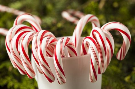 10 most MAGICAL holiday traditions to start with your kids | Mas & Pas Candy Cane Story, Candy Cane Recipe, Candy Cane Cards, Traditions To Start, Peppermint Candy Cane, Candy Cane Wreath, Christmas Photography, Peppermint Candy, Magical Christmas