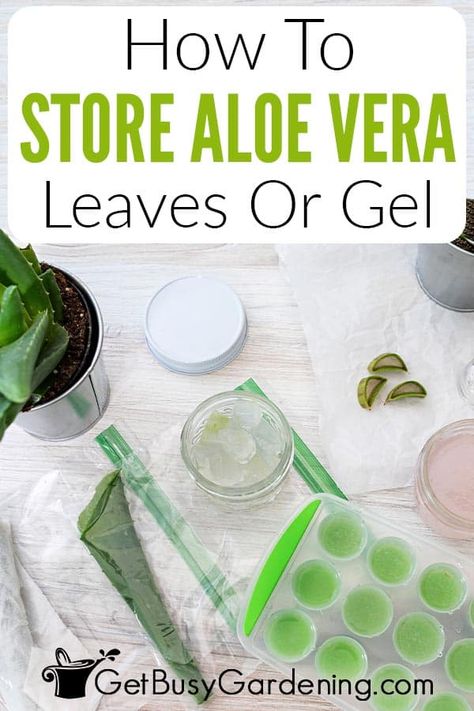 You can quickly and easily store aloe vera for use at home! Simply keep whole leaves or the gel in the fridge, or freeze it for even longer. Follow this step by step guide to learn everything you need to know about how to store aloe vera in the refrigerator or freezer, what you need, tips for the best success, and more. Knowing how long different storage methods extend the shelf-life of your aloe vera is helpful. I even give you tips for keeping store-bought aloe vera gel fresh longer. Aloe Vera For Sunburn, Aloe Vera Recipes, Fresh Aloe Vera Gel, Aloe Vera Benefits, Fresh Aloe Vera, Aloe Vera Plant, Aloe Vera Leaf, How To Store, 140 Pounds