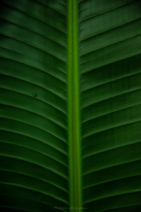 Green Tropical Leaf Background Image Copyright Annie Fairfax Philodendron Palm Leaves Banana Leaf Tropical Leaf Background, Lime Juice Margarita, Lime Cocktails, Lime Margarita Recipe, Green Leaf Background, Plant Logos, Leaf Curtains, Mobile Backgrounds, Lime Margarita