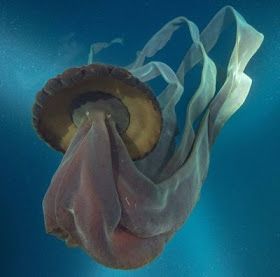 Hannah Heath: 12 Horrifying, Unbelievable Sea Creatures to Use in Your Writing Sea Krait, Deep Sea Jellyfish, Frilled Shark, Scary Ocean, Deep Sea Creatures, Deep Sea Fishing, Silly Animals, Marine Animals, Ocean Creatures