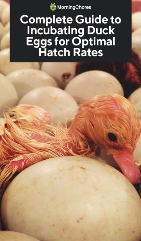 Complete Guide to Incubating Duck Eggs for Optimal Hatch Rates Hatching Ducks In Incubator, Hatching Duck Eggs In An Incubator, Incubating Duck Eggs, Duck Keeping, Hatching Duck Eggs, Hatching Chicken Eggs, Duck Hatching, Incubating Eggs, Call Ducks