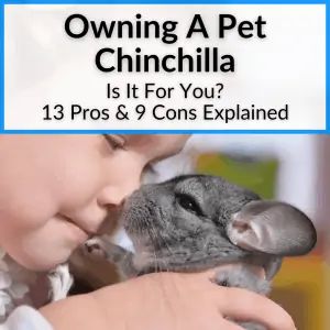 Owning A Chinchilla, Chinchilla Pros And Cons, Pet Chinchilla, Chinchilla Cage Setup, Chinchilla Facts, Best Pets For Kids, Chinchilla Care, Chinchilla Food, Chinchilla Pet