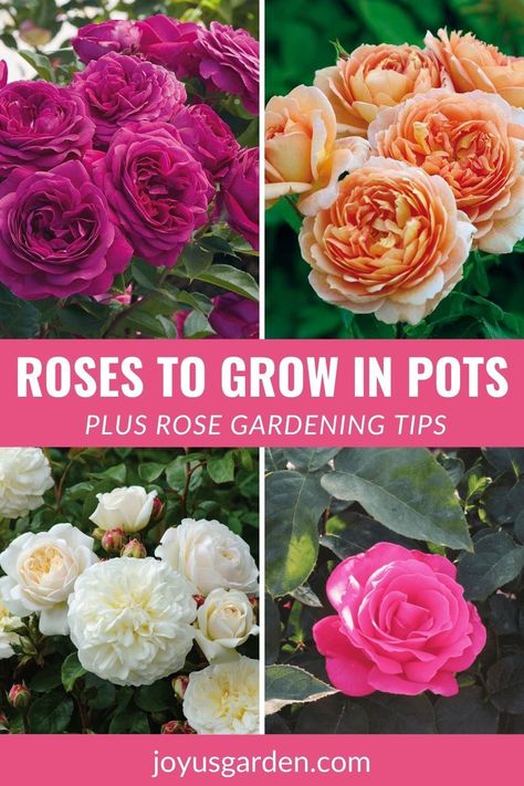 Roses Garden Care, How To Grow Roses, Container Roses, Rose Garden Landscape, Rose Plant Care, Knockout Roses, Best Roses, Rose Gardening, Rose Care