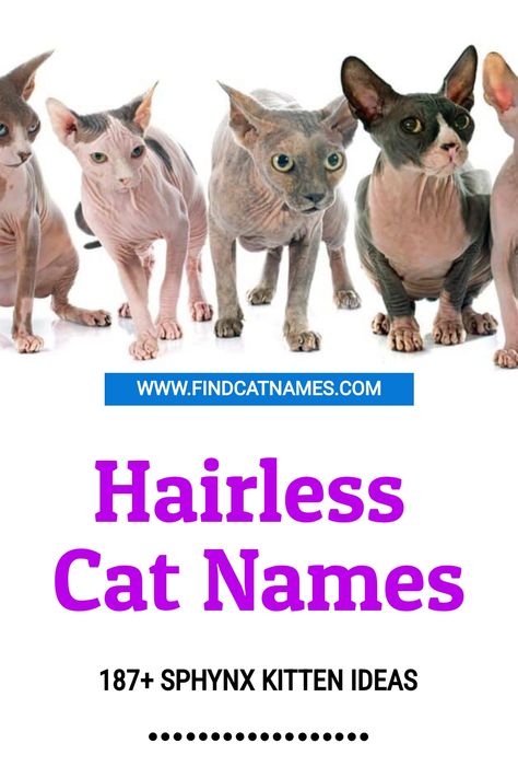 If you’ve got a bald cat, you’ll love these hairless cat names. Popular, funny, Egyptian, Russian, and famous character names. Bald Cat, Kitten Ideas, Bald Boy, Boy Cat Names, Funny Cat Names, Russian Cat, Cute Cat Names, Elmer Fudd, Peanuts Comic Strip