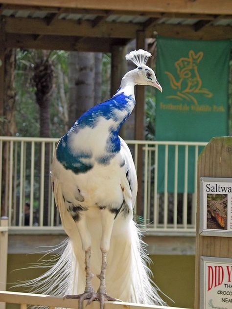 Albino Peacock, Regnul Animal, Söpö Kissa, Albino Animals, White Peacock, Model Reference, Animale Rare, Rare Animals, Haiwan Peliharaan